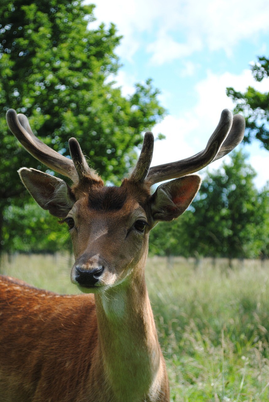 deer 1217688 1280