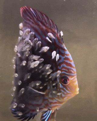 https://s15.gifyu.com/images/bQJKT.gif