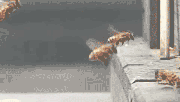 https://s15.gifyu.com/images/bQeO3.gif