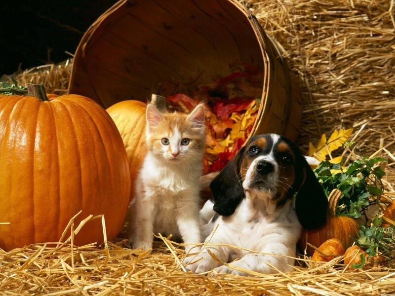 314922dogandcatinautumn