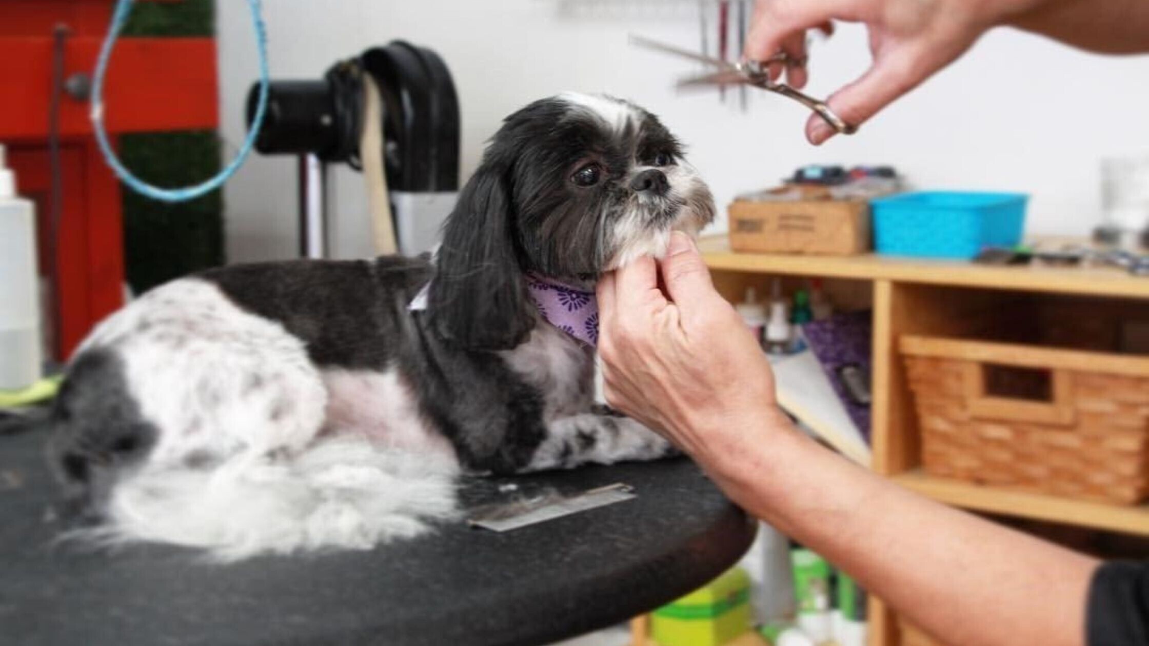 What Does a Puppy Groomer Do Essential Grooming Services Every Puppy Needs